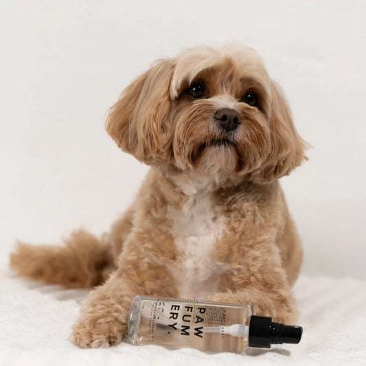 L’Baccarat Pawfum Spray