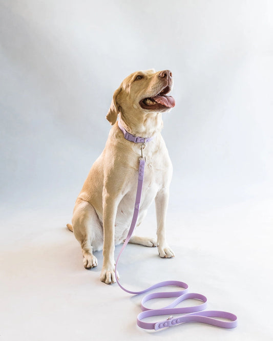 Weatherproof Leash | Purple