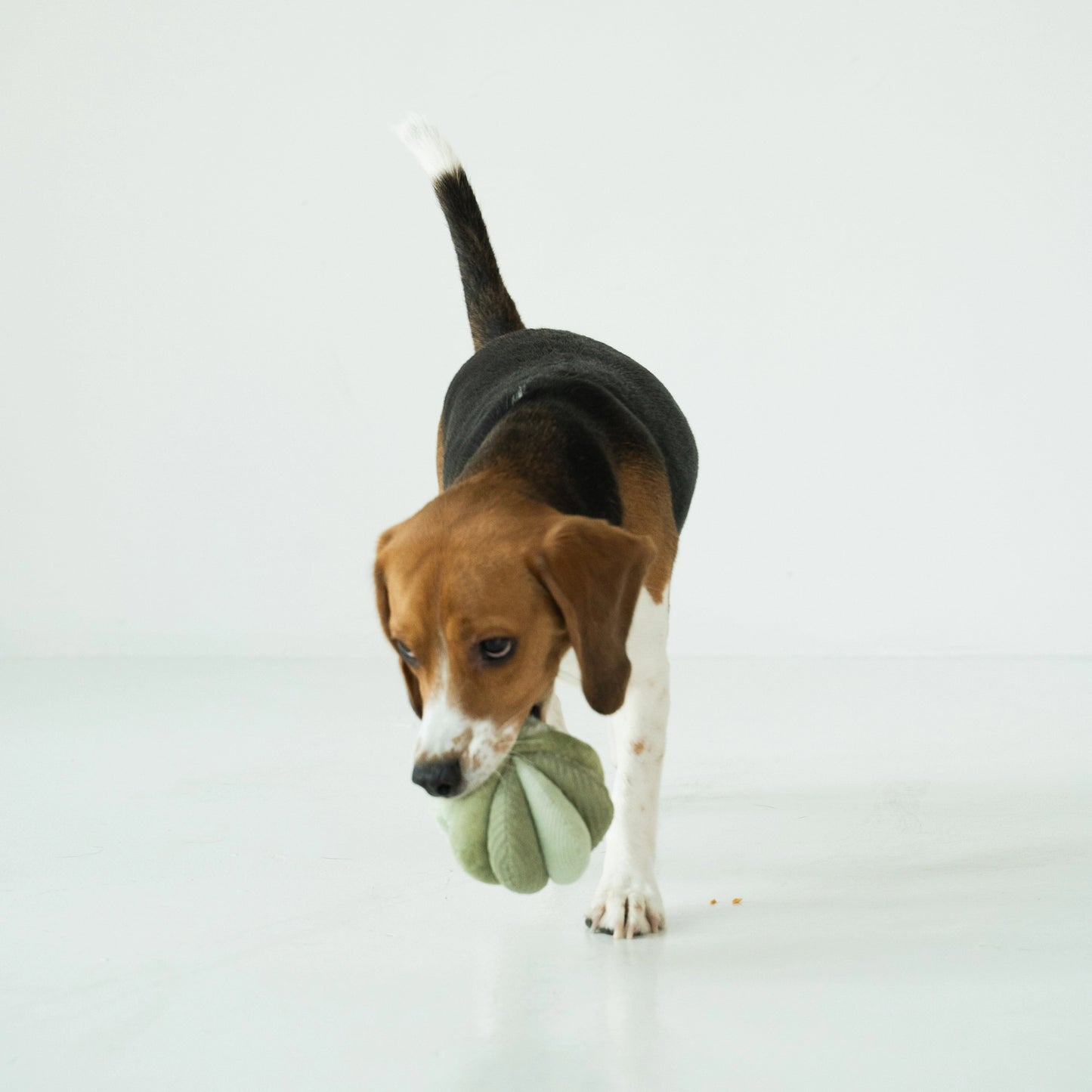 Silent Toto Enrichment Toy | Green