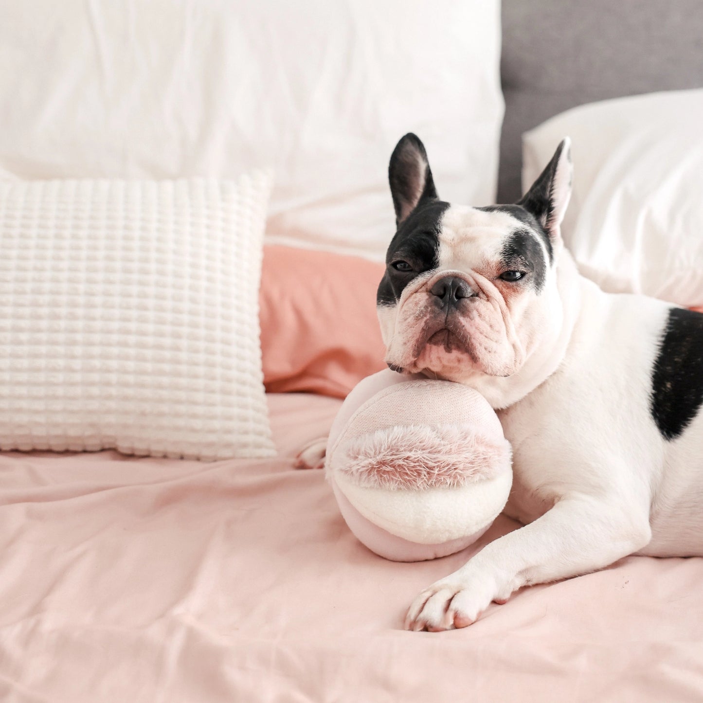 Toto Enrichment Toy | Pink