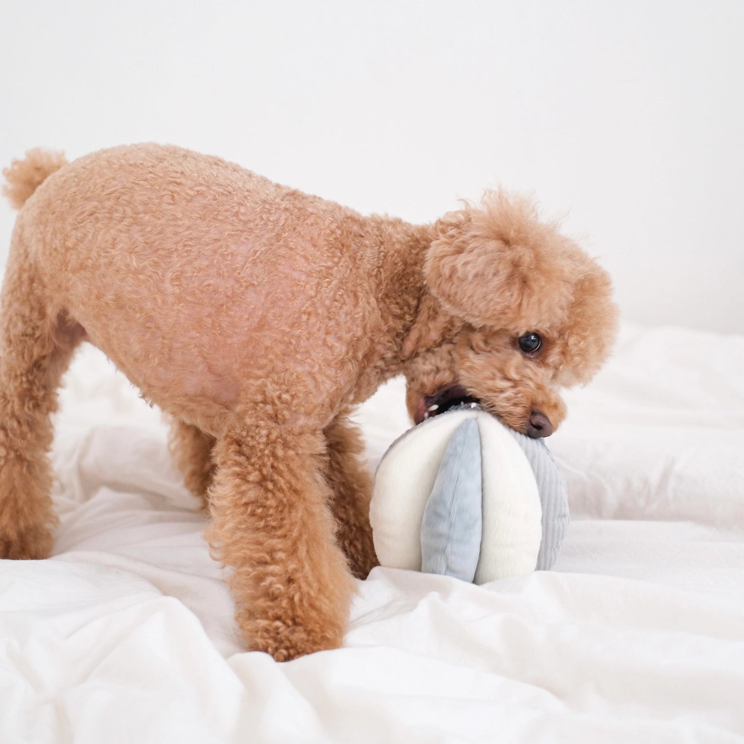 Toto Enrichment Toy | Blue