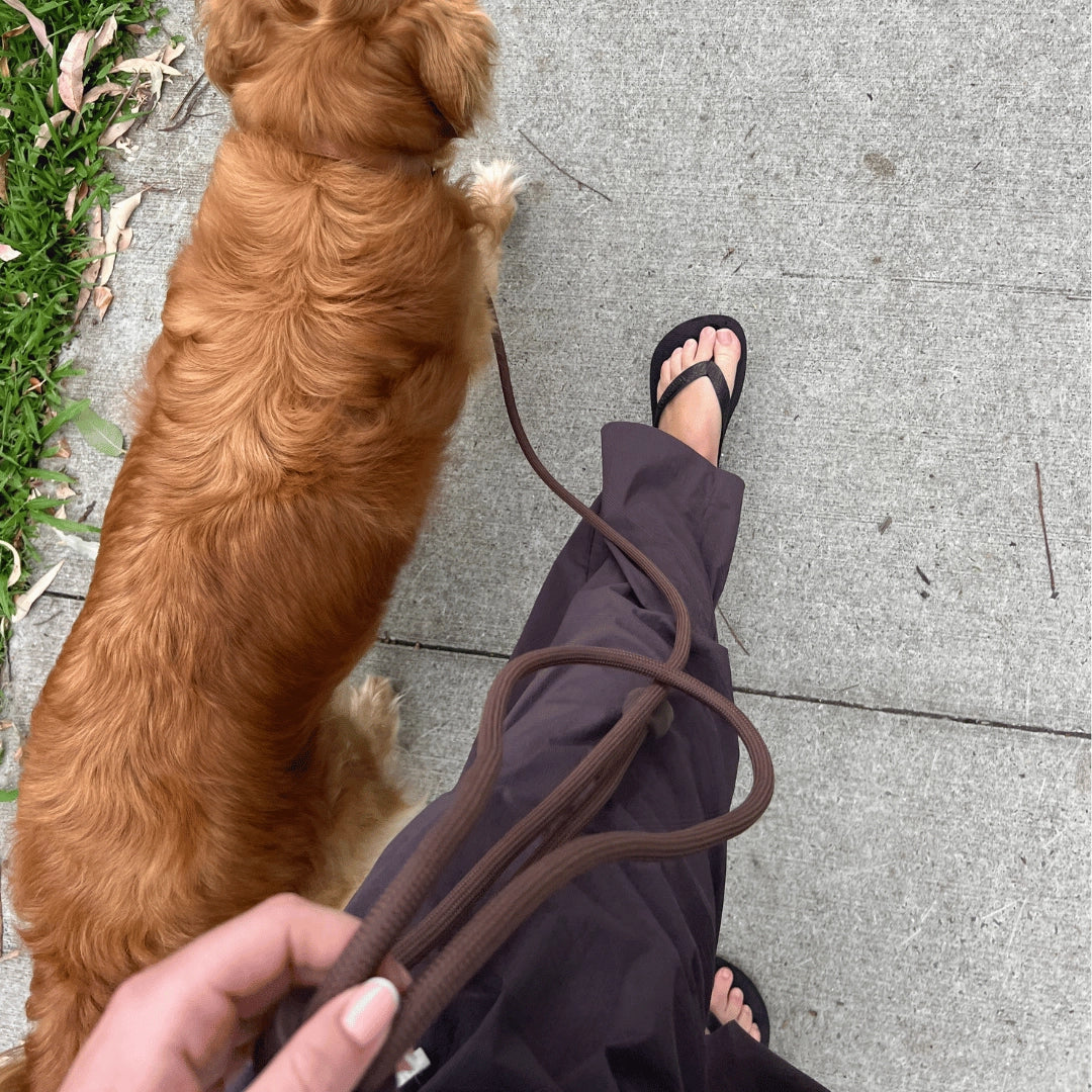 Hands-Free Leash | Cocoa