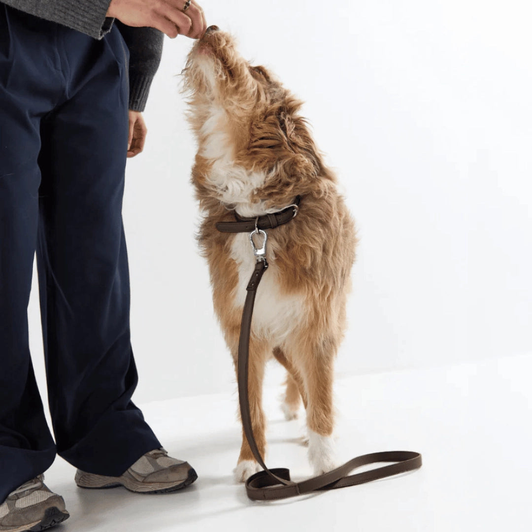 Leash | Cocoa