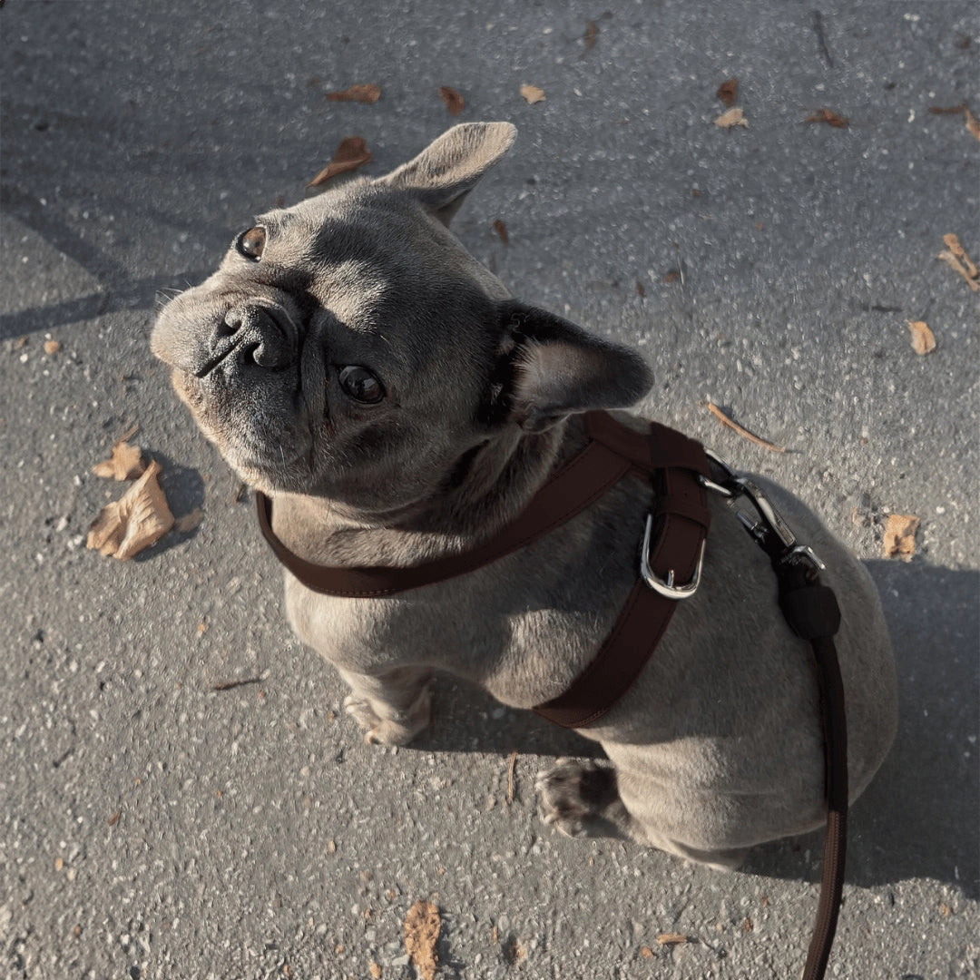 Harness | Cocoa