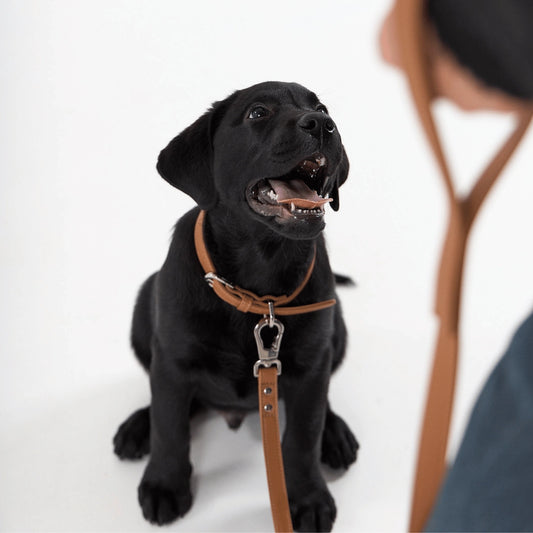 Vegan Leash | Caramel
