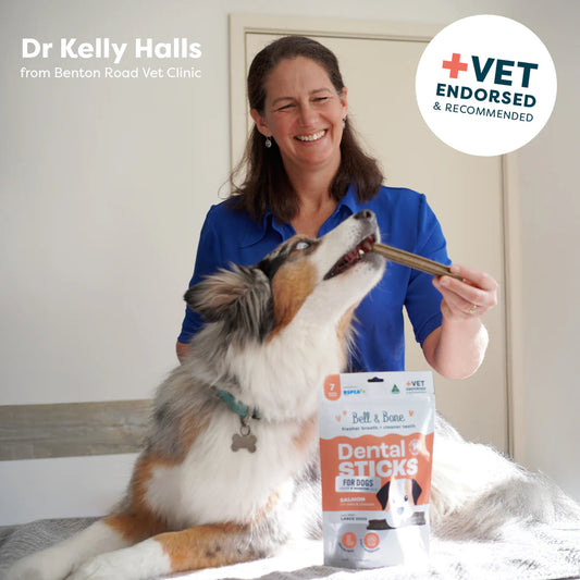 Adult Dental Sticks | Salmon