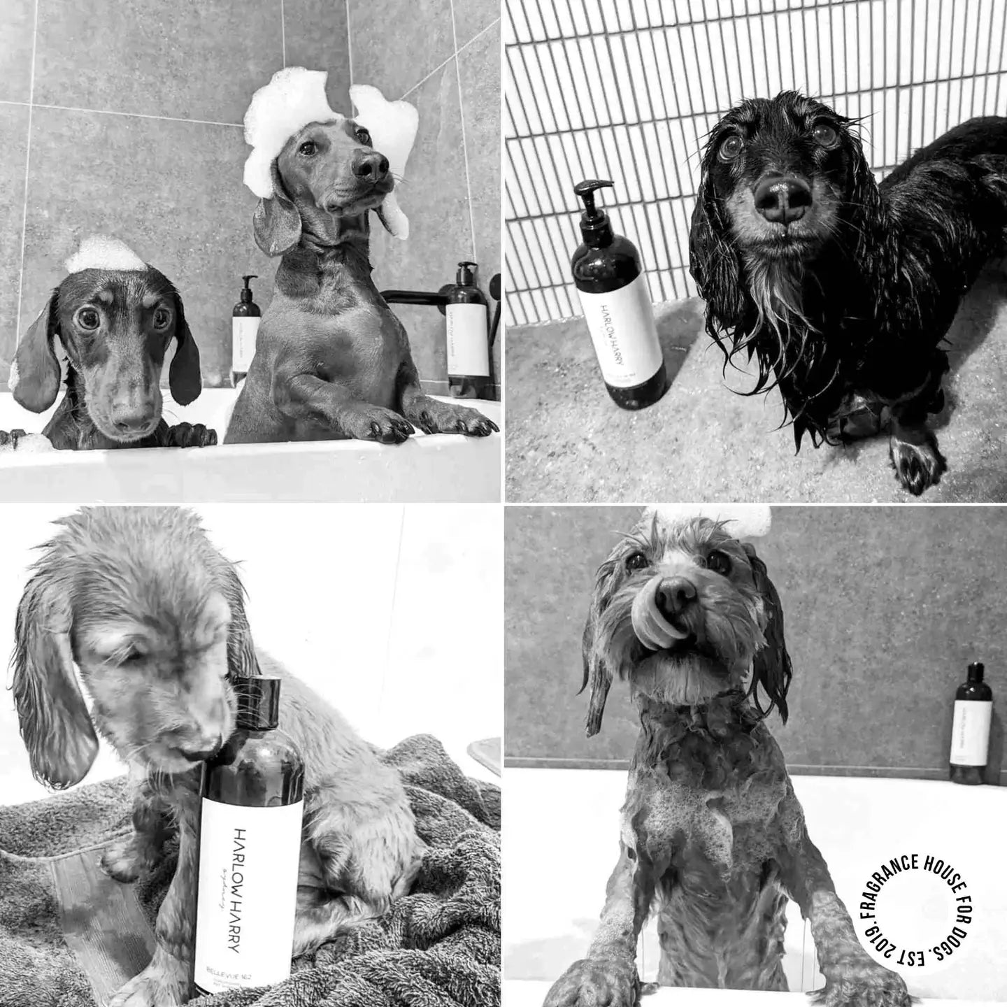 2-in-1 Shampoo | L'Hermitage