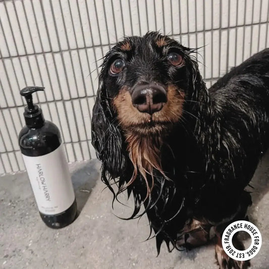 2-in-1 Shampoo | Hunter 33