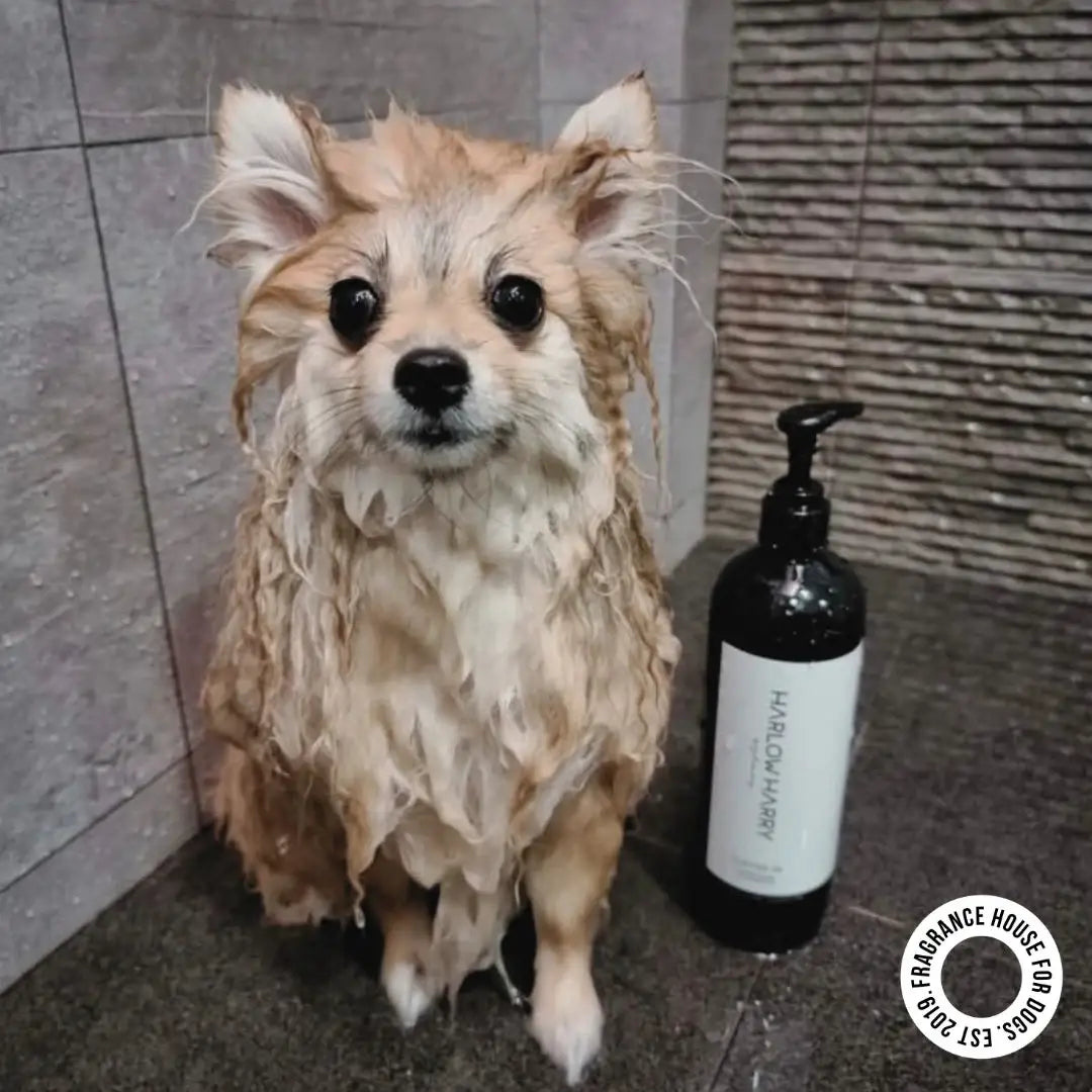 2-in-1 Shampoo | D'Bacca 169