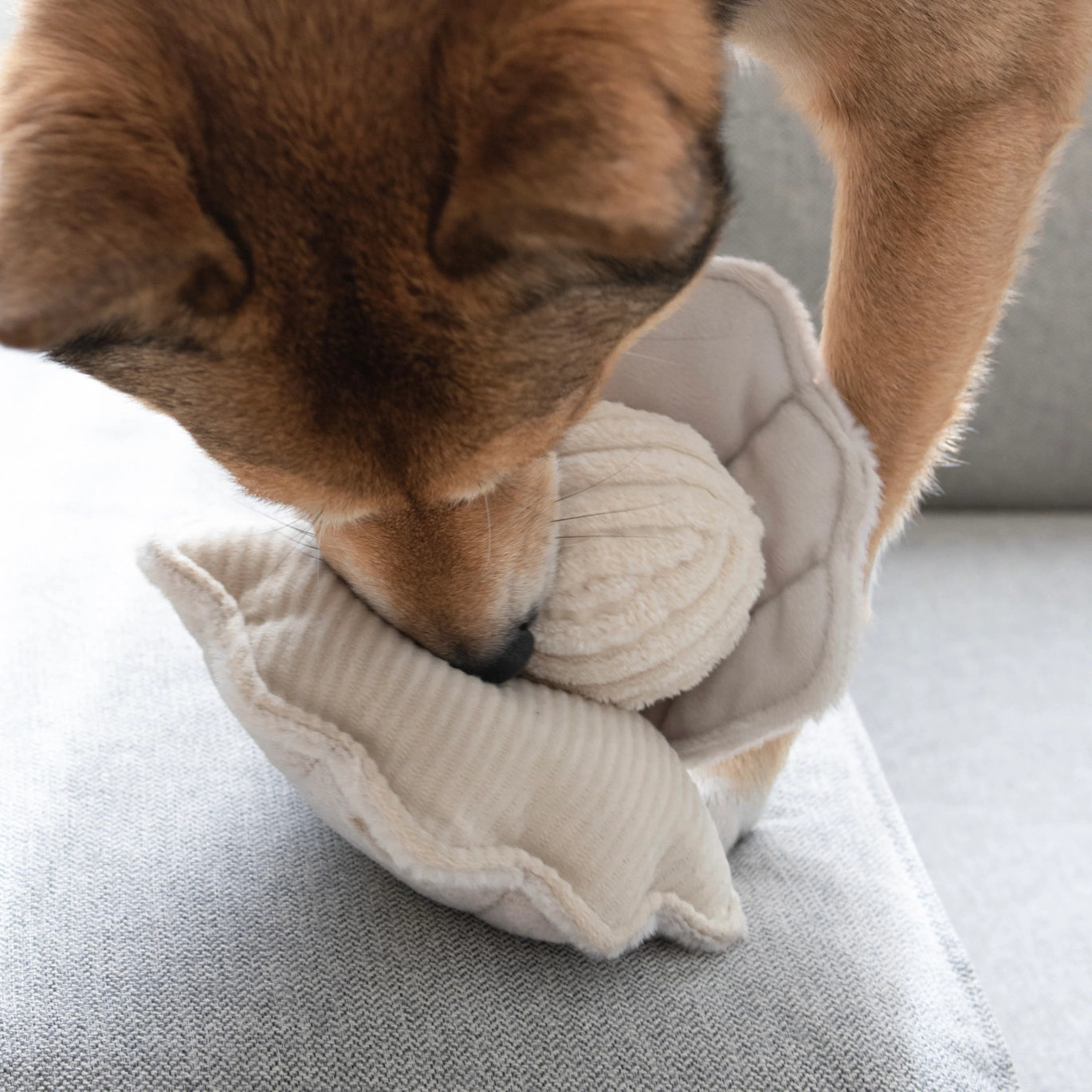 Enrichment Toy | Oyster Shell