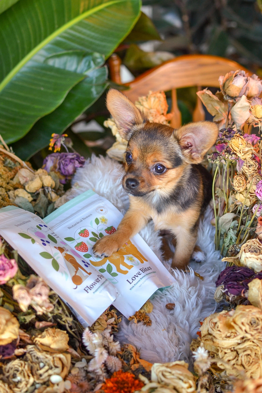 Wellness Treats | Love Bites