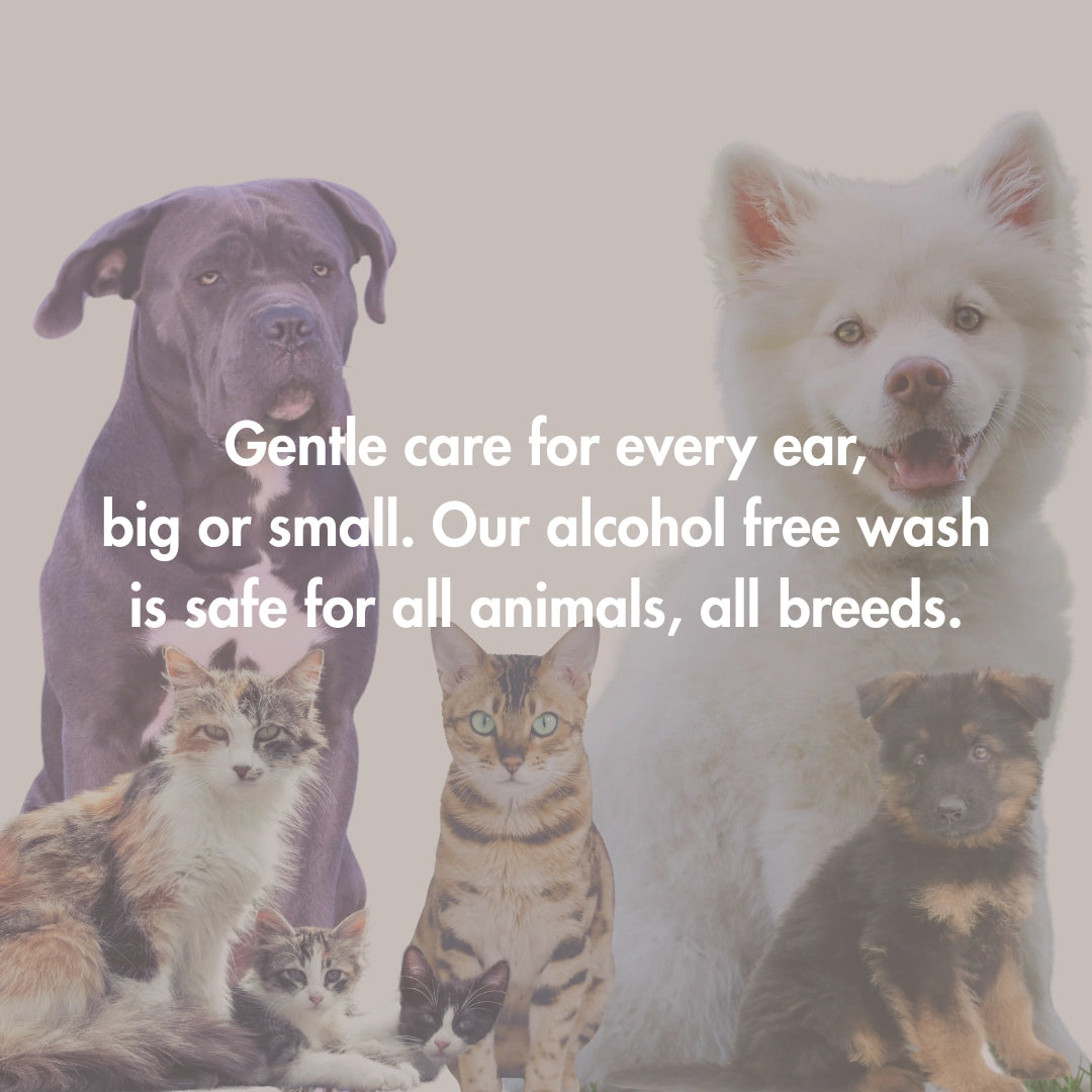 Every Ear Wash