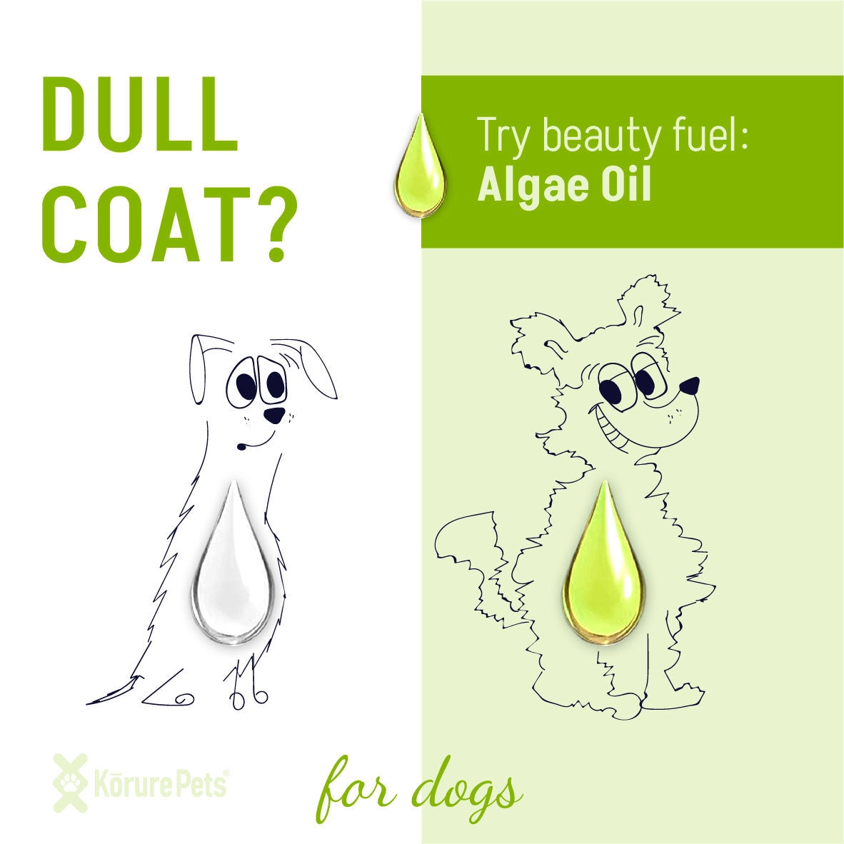 Algae Omega-3 Oil