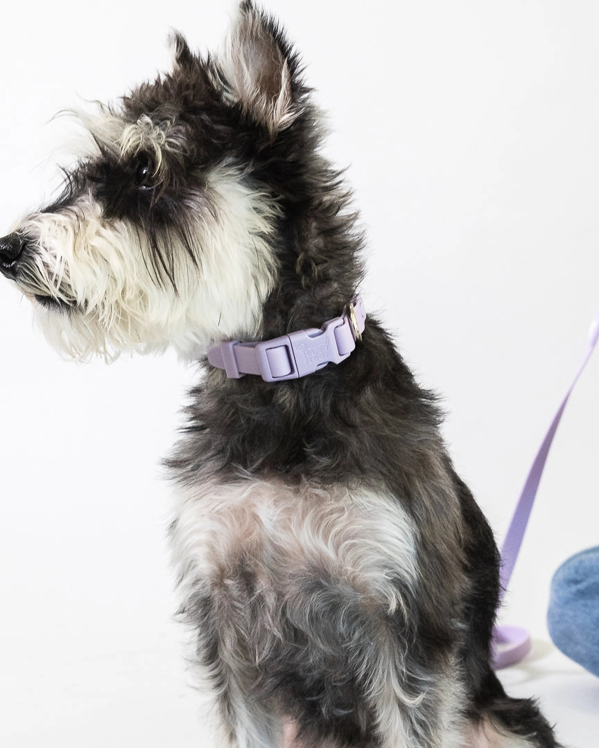 Weatherproof Collar | Purple
