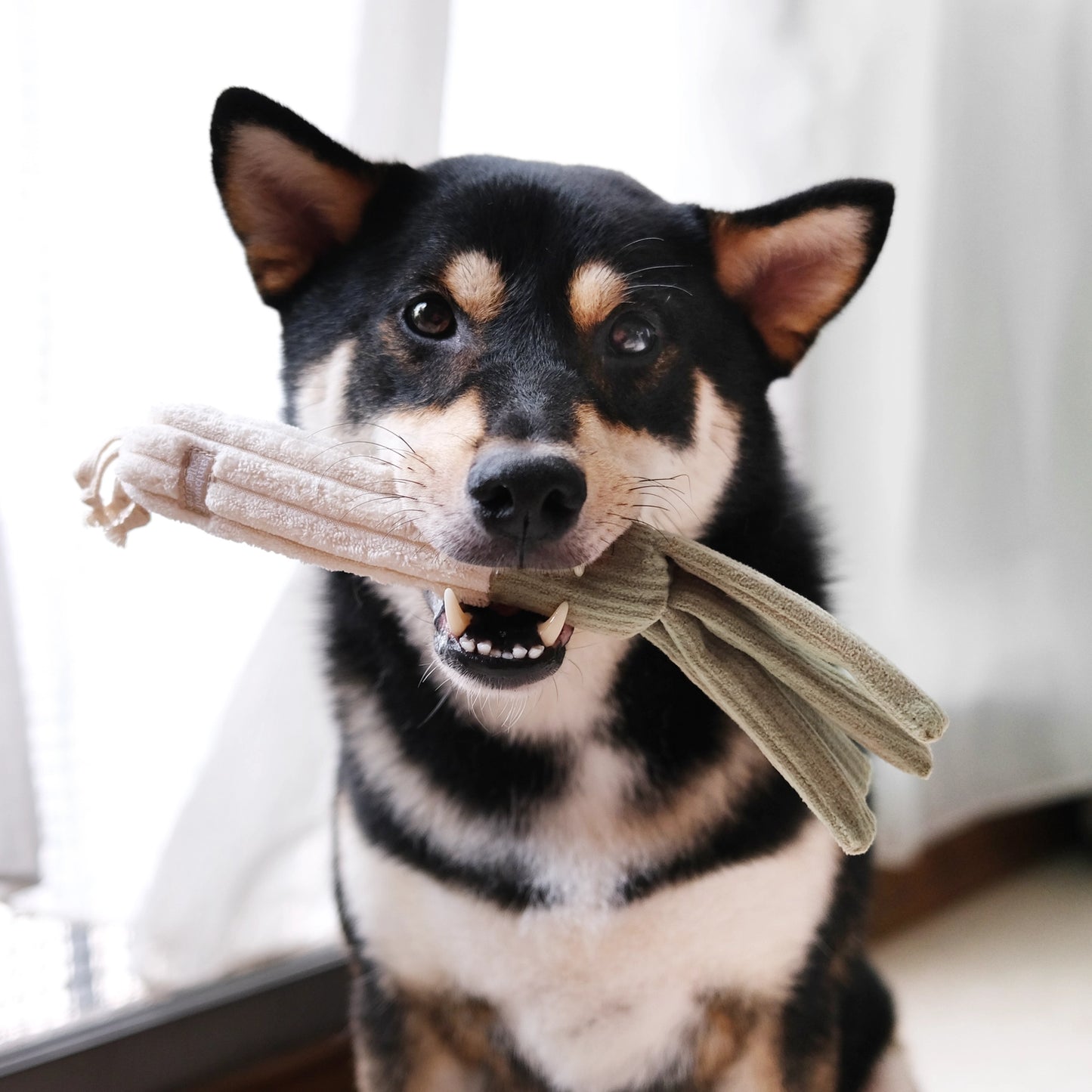 Farmer’s Market Enrichment Toy