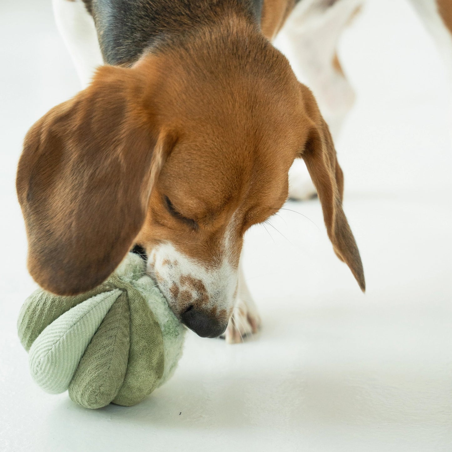 Silent Toto Enrichment Toy | Green