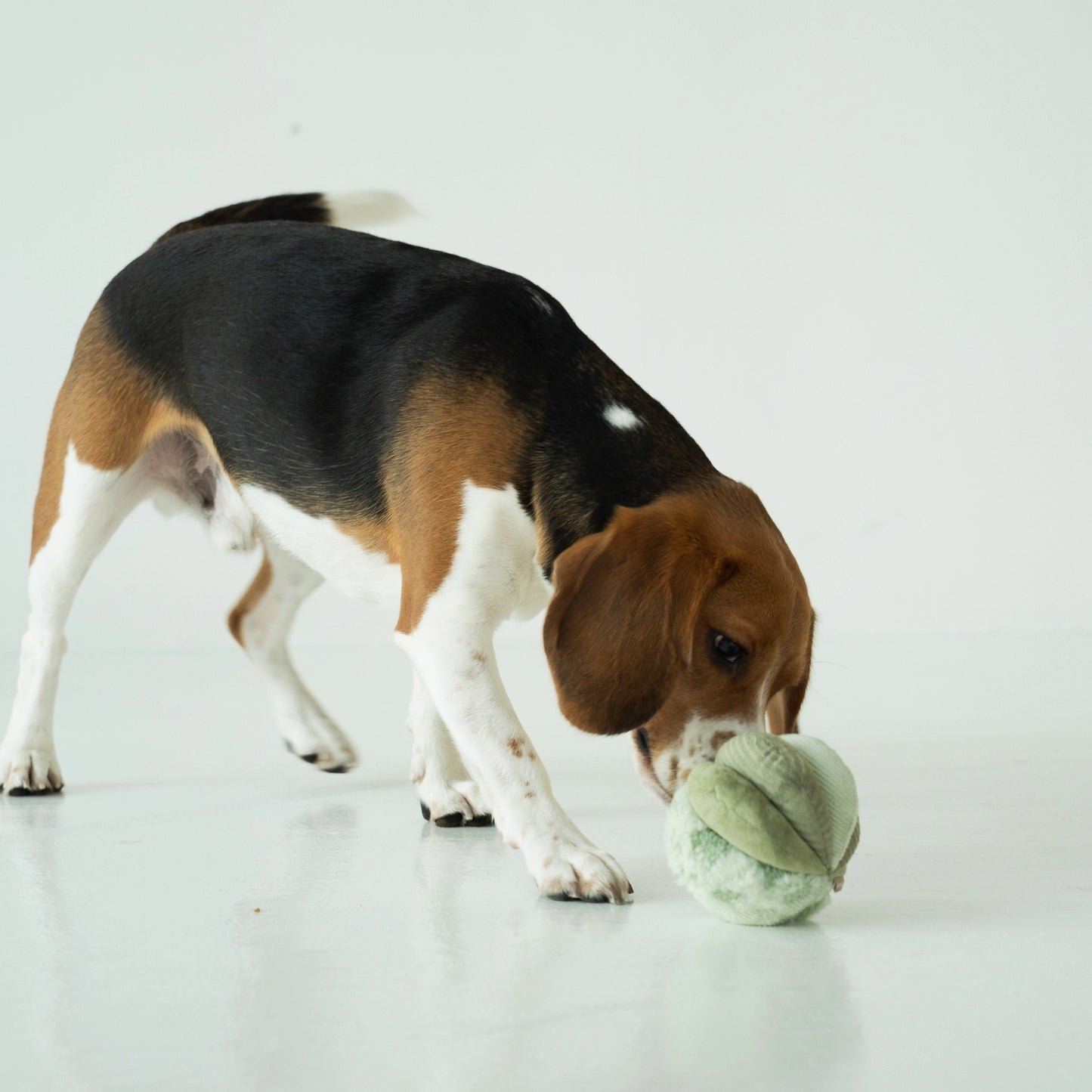 Silent Toto Enrichment Toy | Green