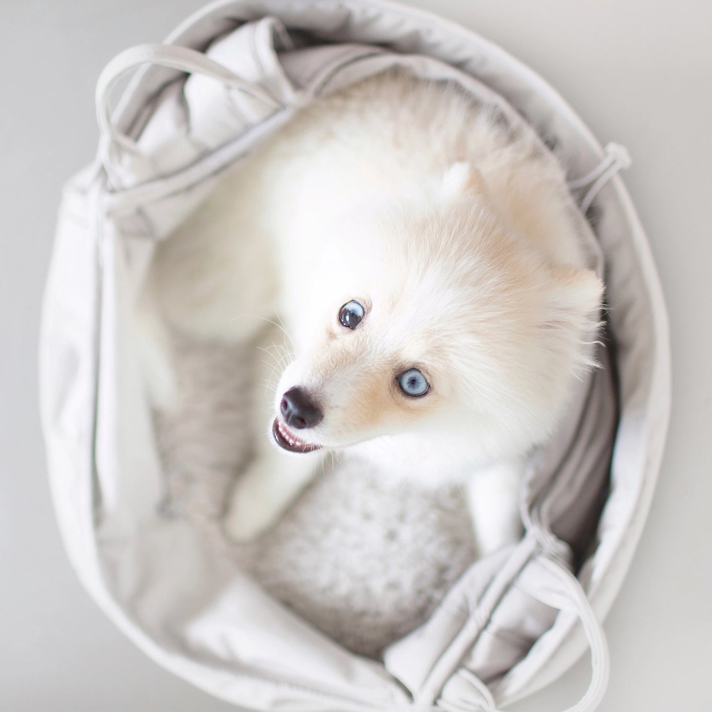 Small Breed Carrycot