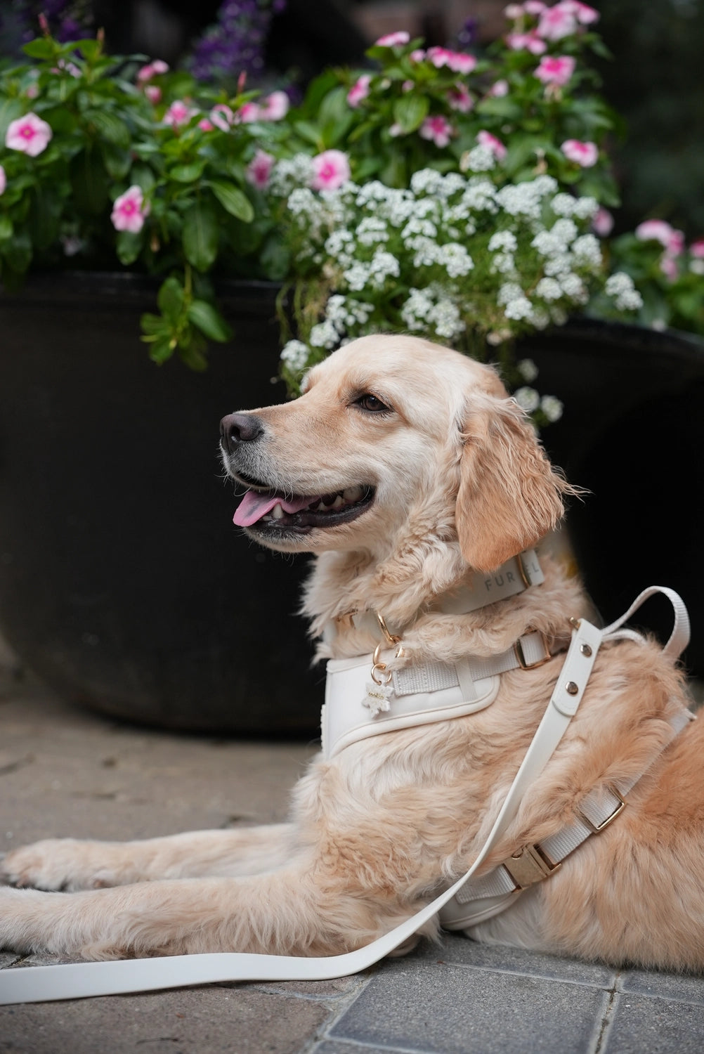 Elise Leash | Bone