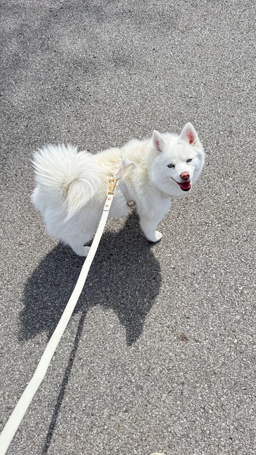 Elise Leash | Bone