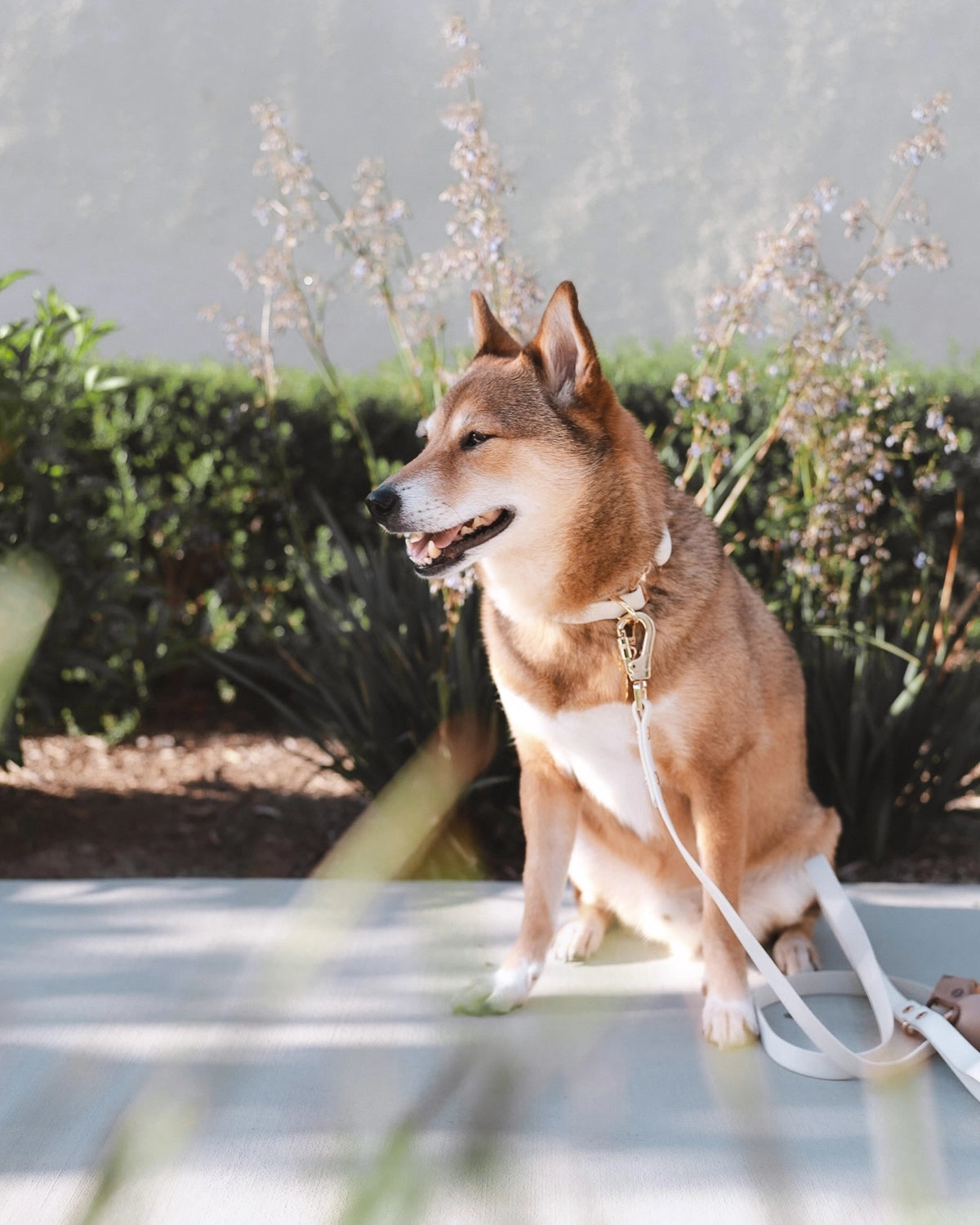Elise Leash | Bone