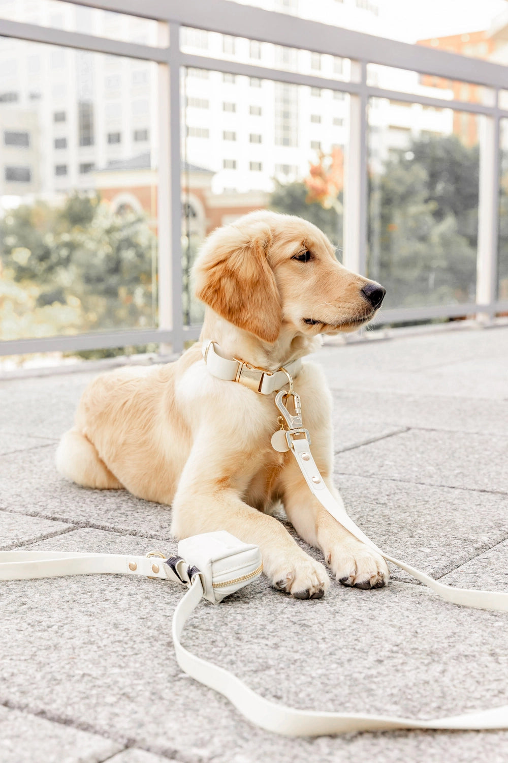 Elise Leash | Bone