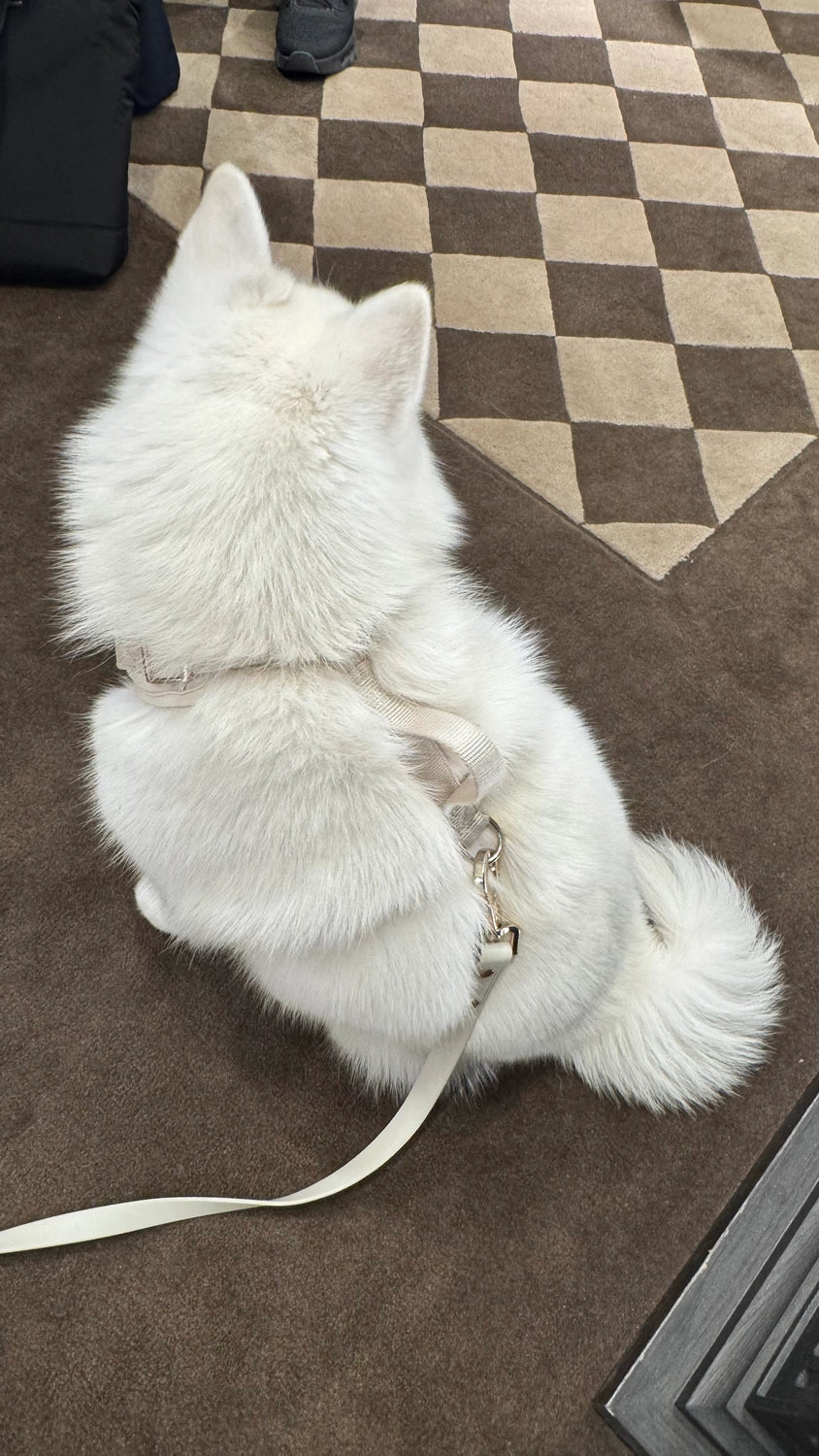 Elise Harness | Bone
