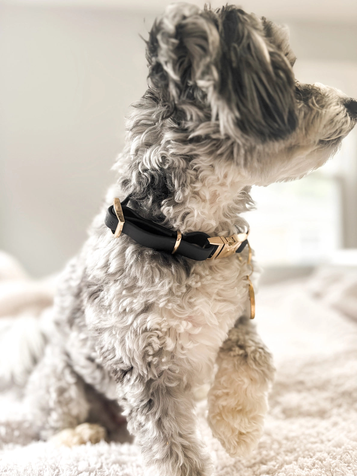 Elise Collar | Black