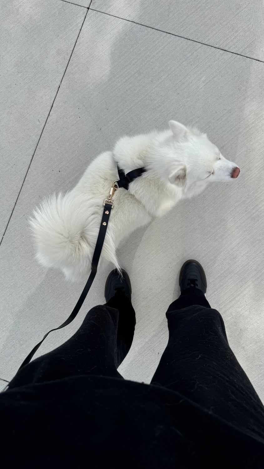 Elise Leash | Black
