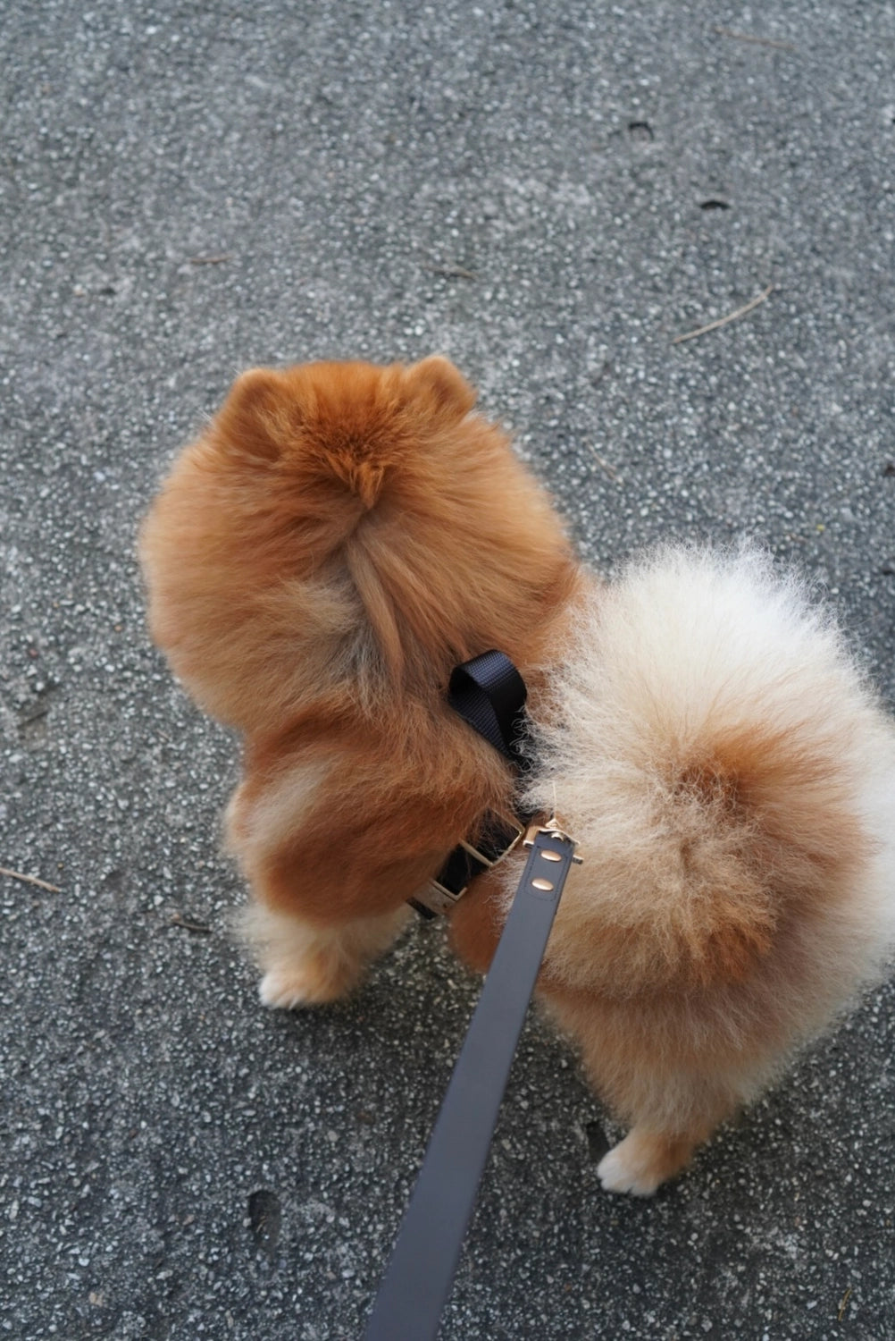 Elise Leash | Black