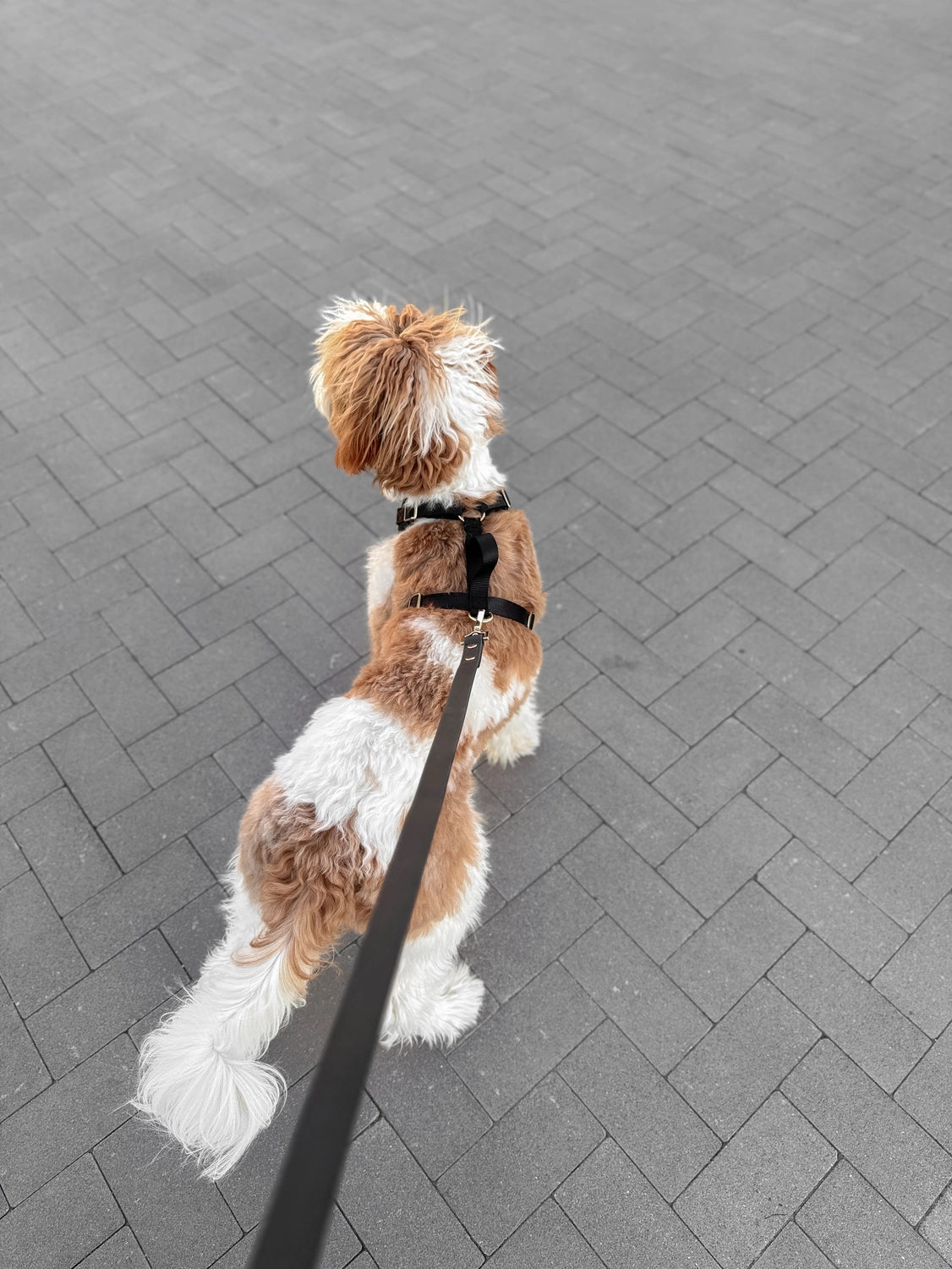 Elise Leash | Black
