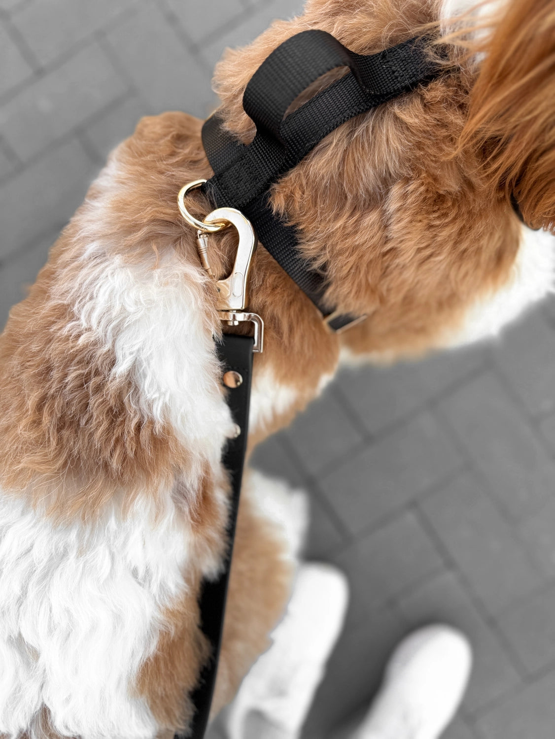 Elise Leash | Black