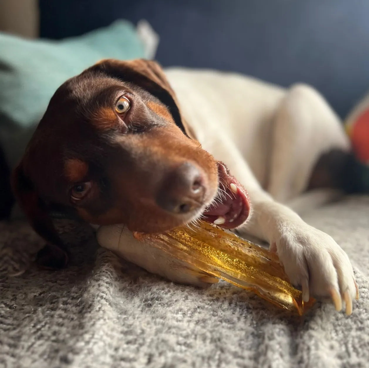 Collagen Dental Chew | Beef Liver