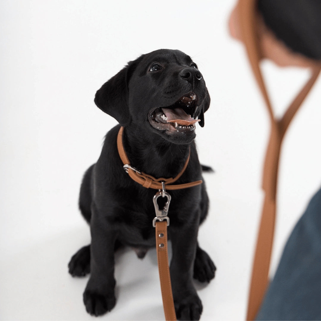 Leash | Caramel