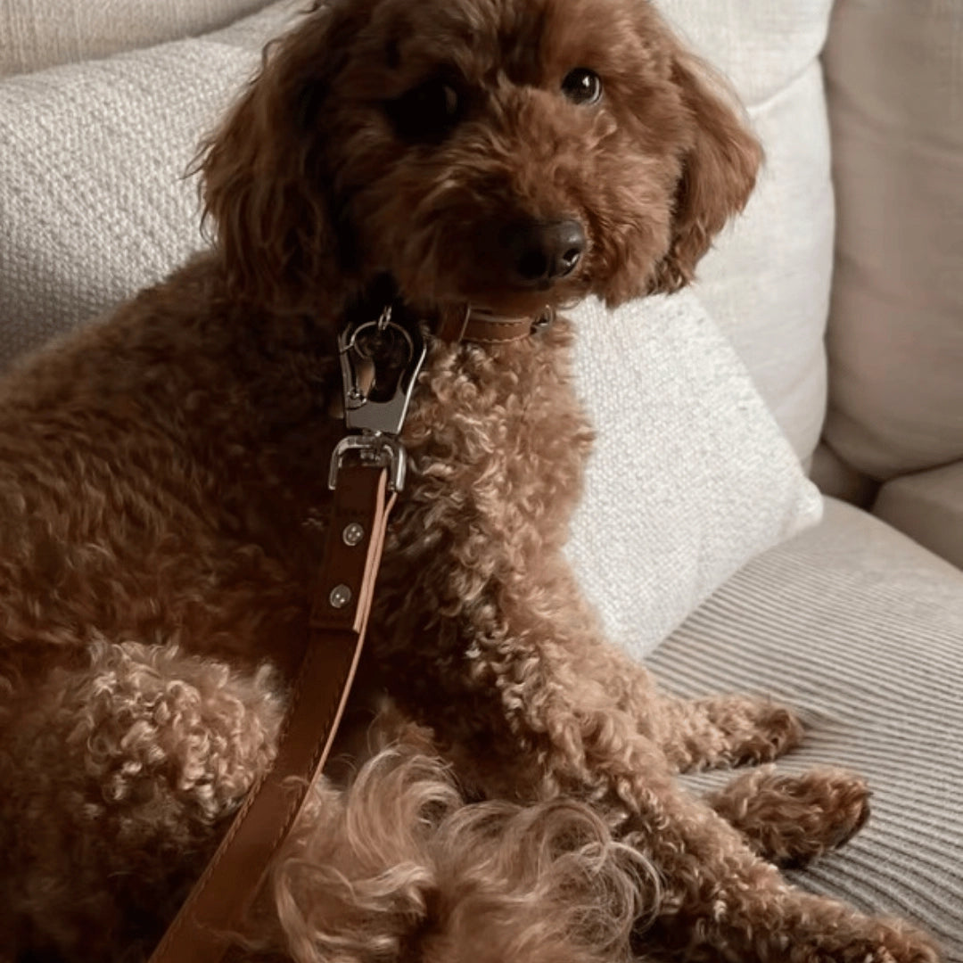 Leash | Caramel