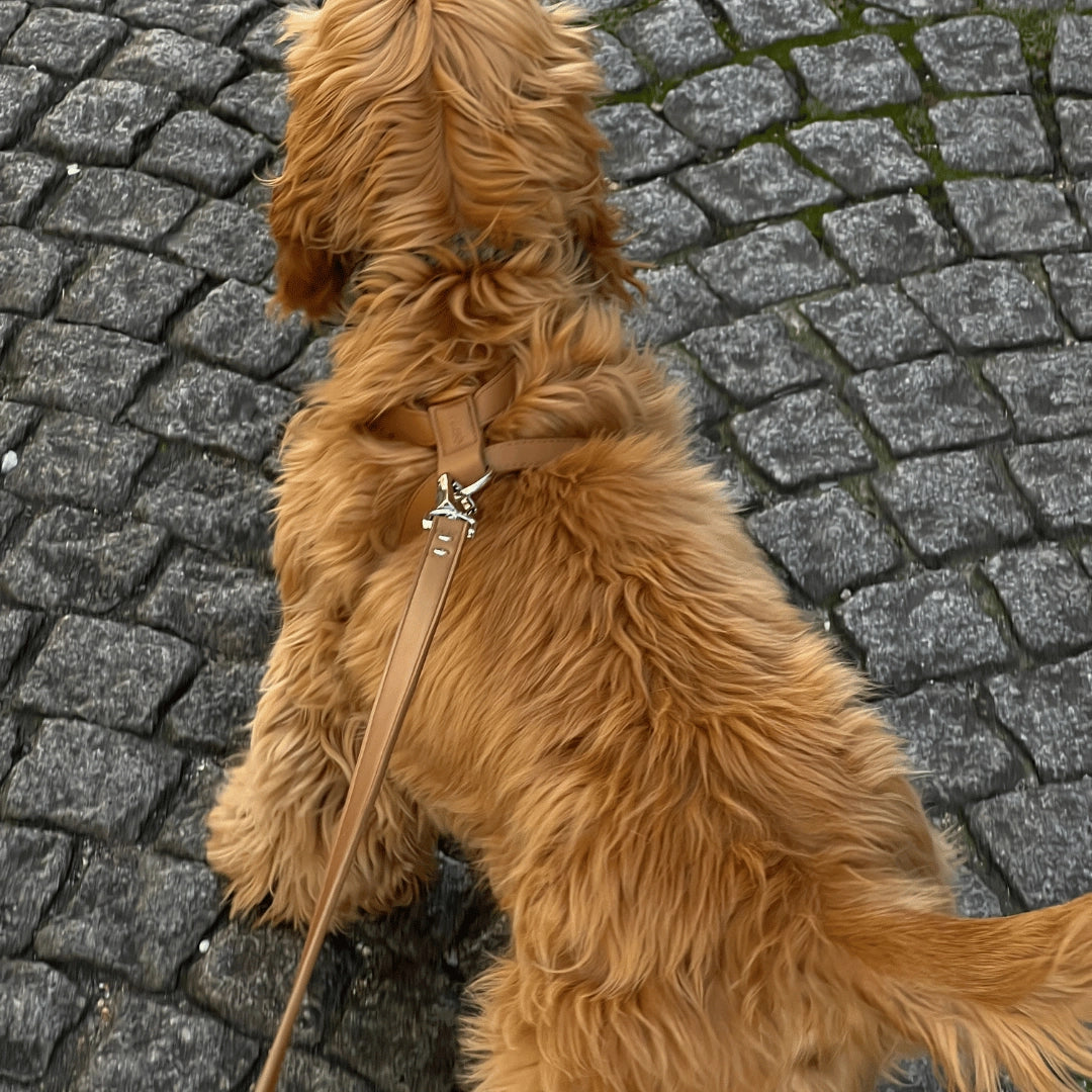 Leash | Caramel