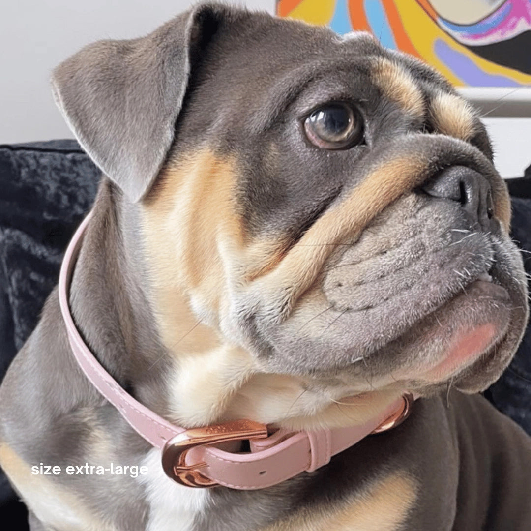 Collar | Pink