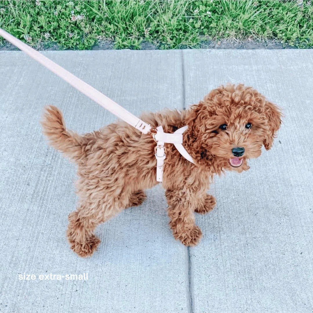 Harness | Pink