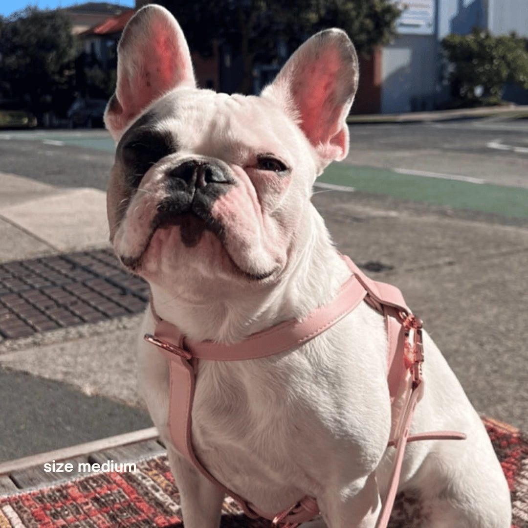 Harness | Pink
