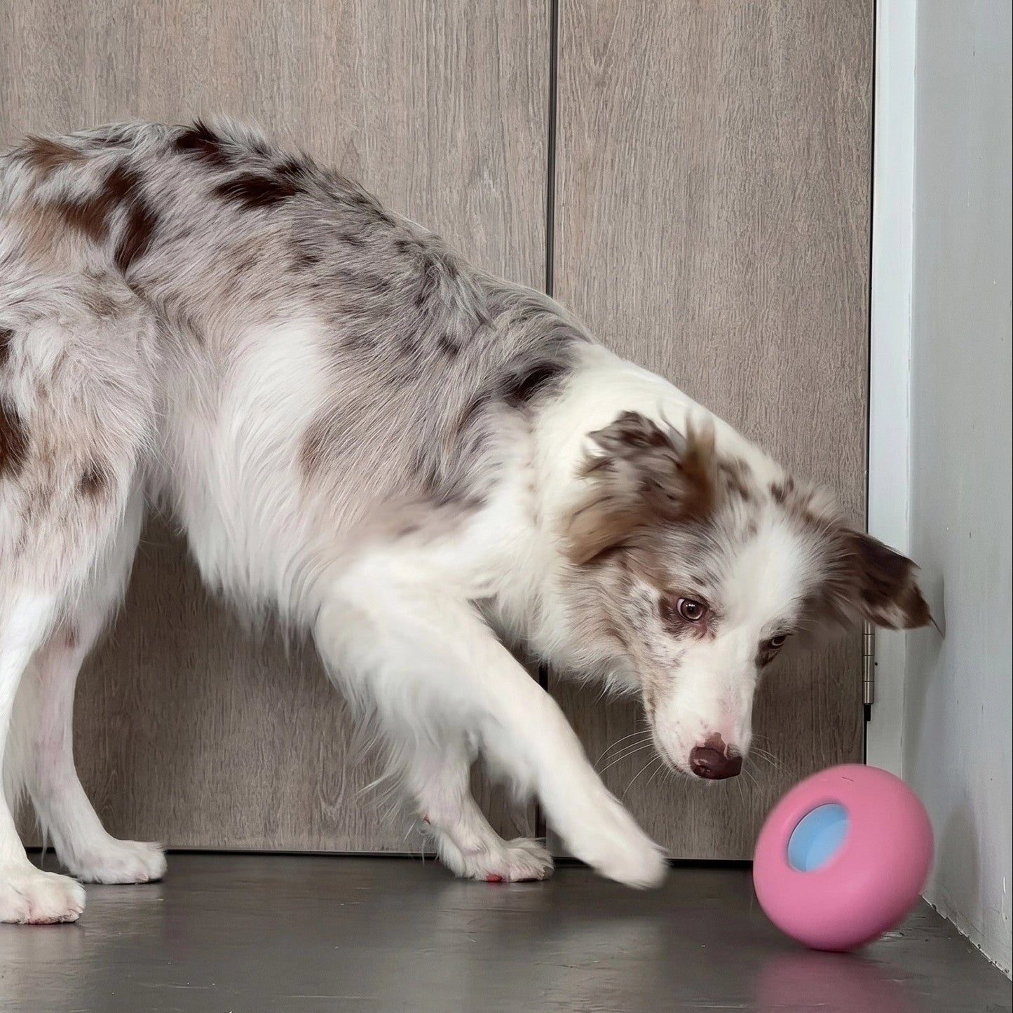 Pebble Enrichment Toy | Pink