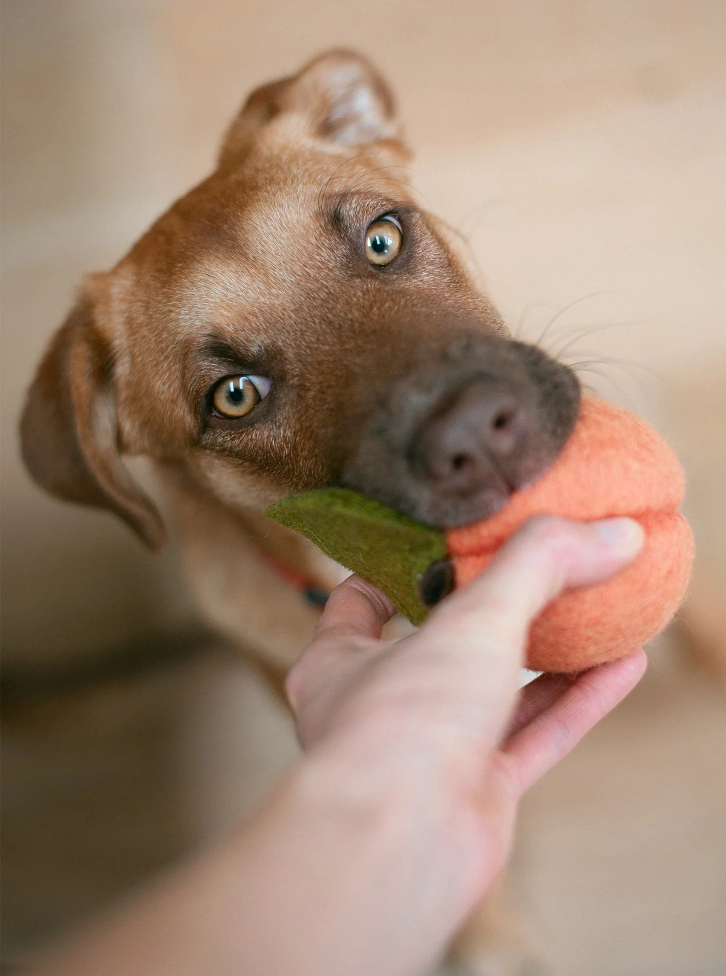Wool Peach Toy