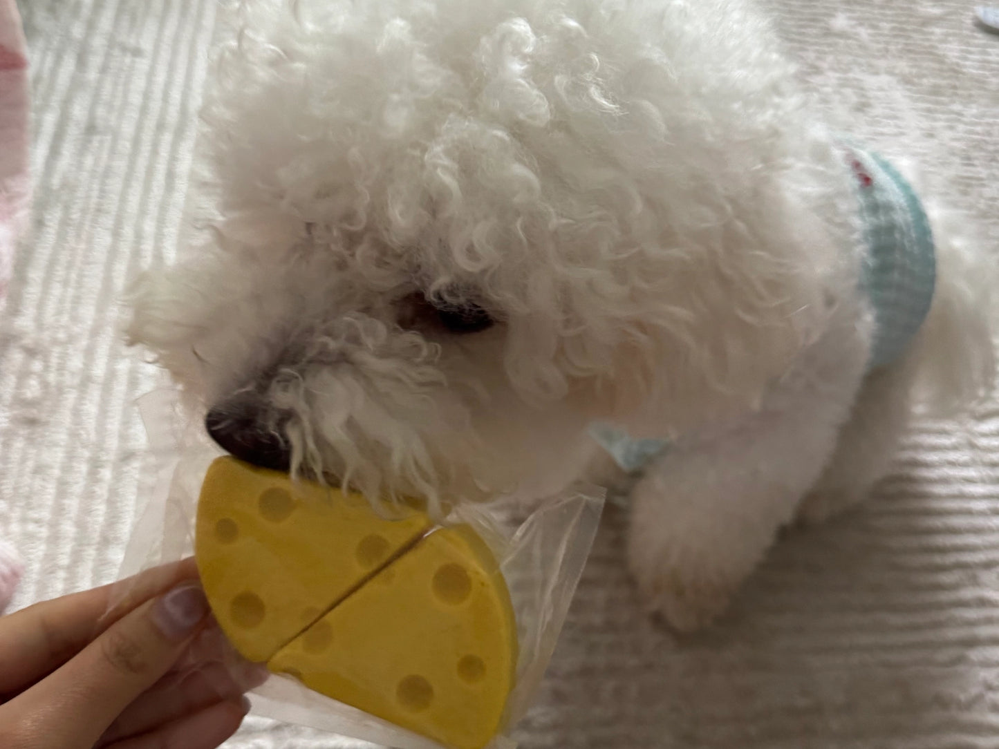Lactose-Free Mung Cheese