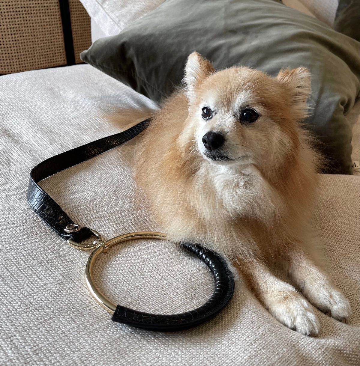 Vegan Circle Leash | Black