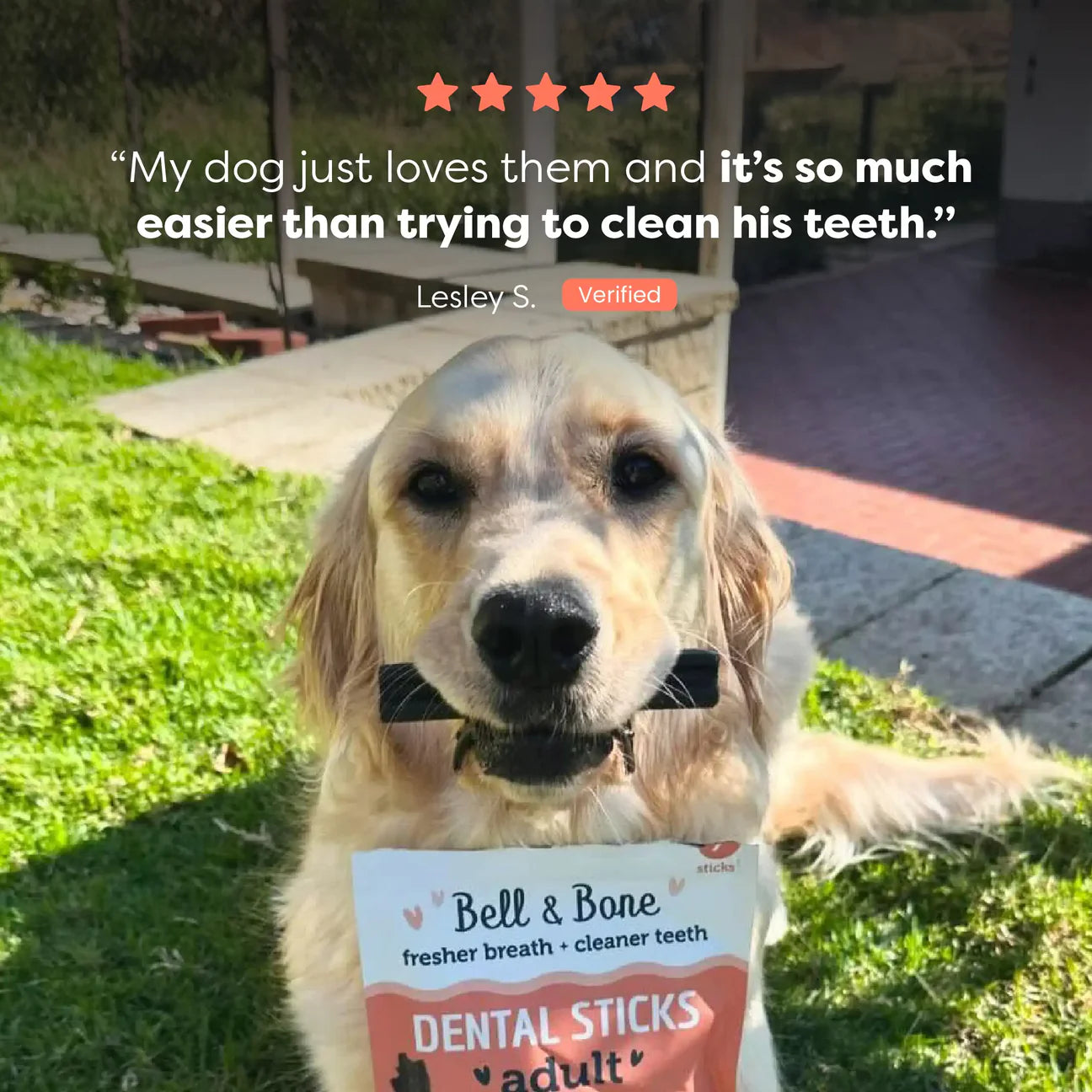 Adult Dental Sticks | Salmon