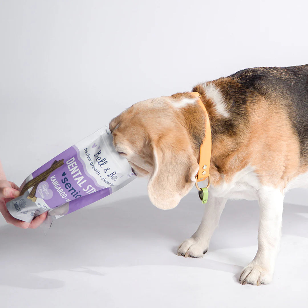 Senior Dental Sticks | Kangaroo
