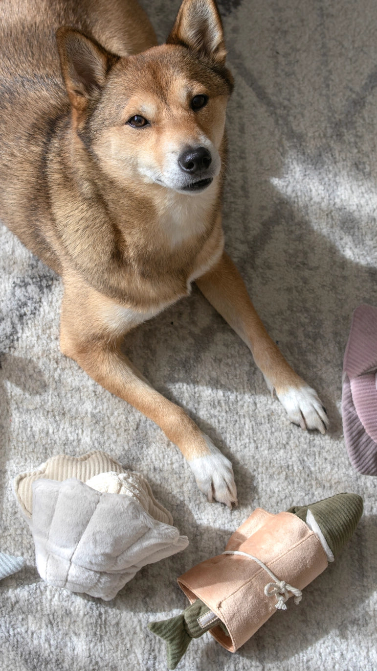 Enrichment Toy | Oyster Shell